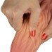 Фаллос-язычок с рельефным стволом Lovetoy Nature Cock Tongue 25 см